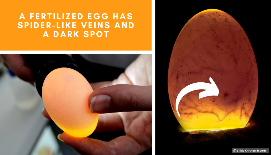 fertilized silkie chicken egg with spider veins and a dark spot