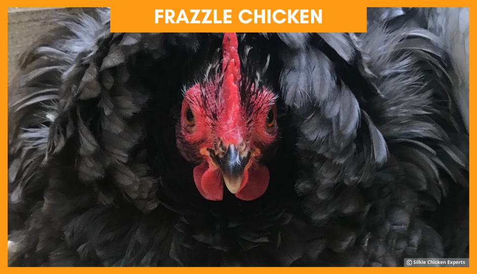 frazzle chicken looking at the camera