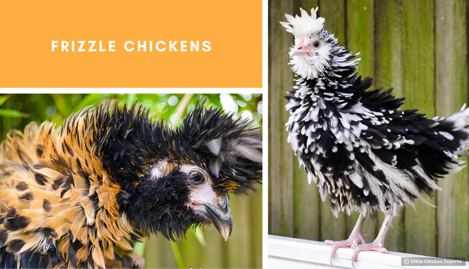 frizzle chickens showing off their amazing feathers