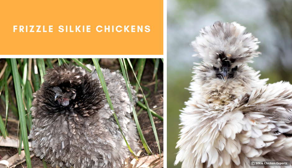 frizzle silkie chickens showing off their amazing feathers