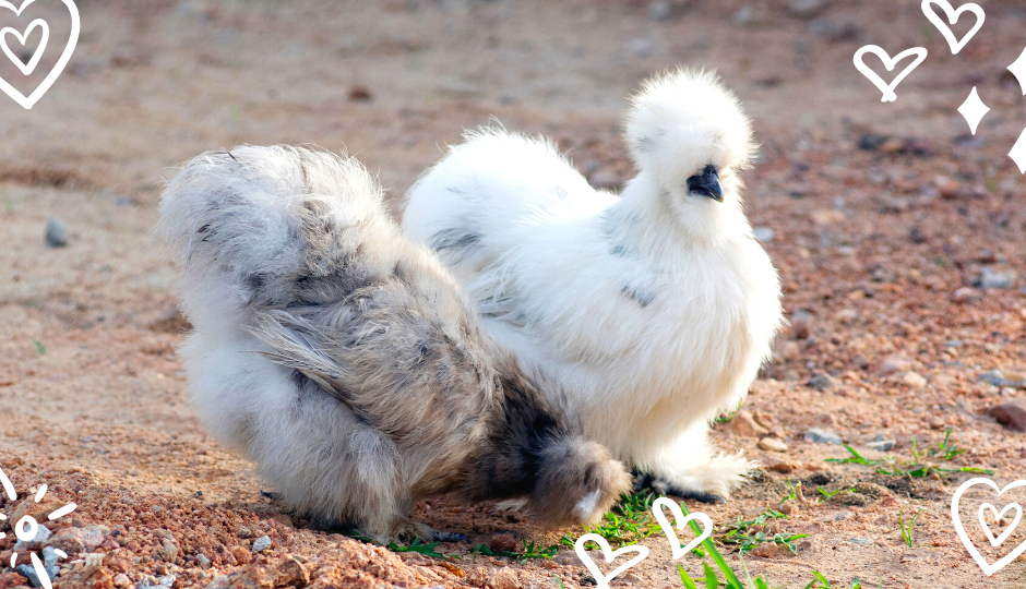 Gray and white silkie bantam chickens free ranging in the garden