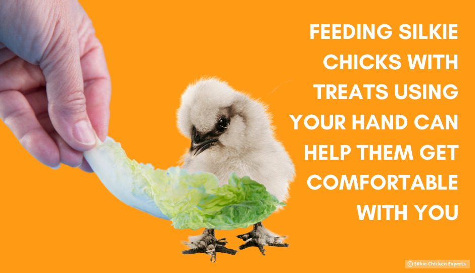 hand feeding baby silkie chickens with treats