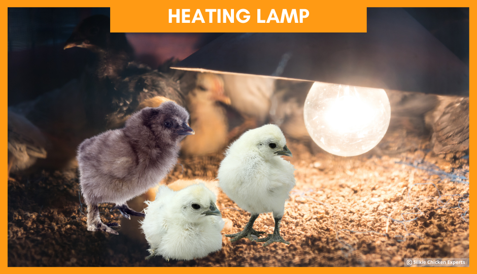 heating lamp for baby silkie chickens
