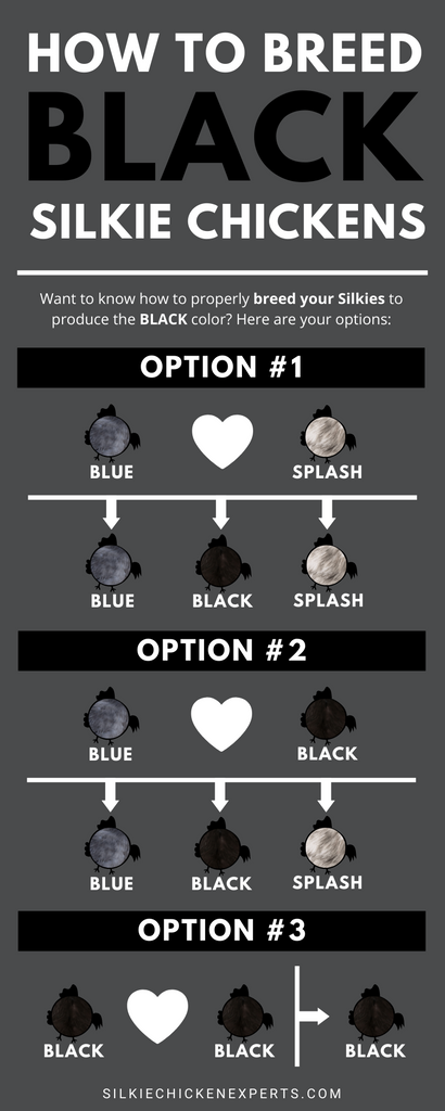 how to breed black silkie chickens
