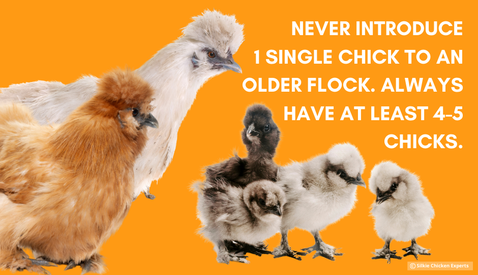 introducing baby silkie chickens to older silkie chickens