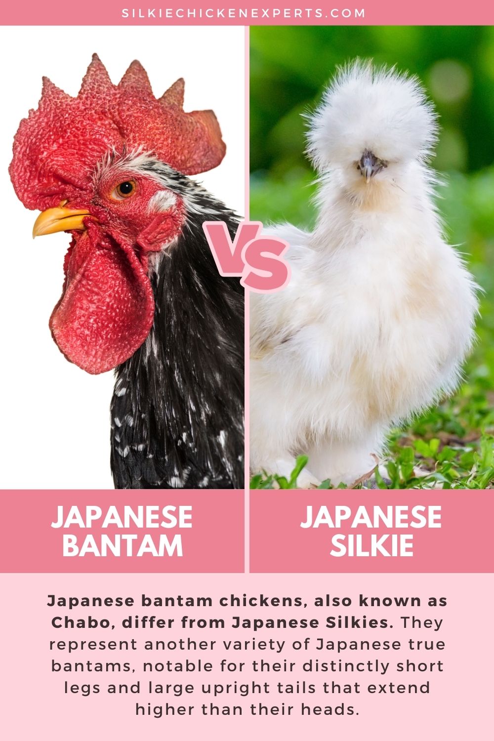 japanese bantam vs japanese silkie