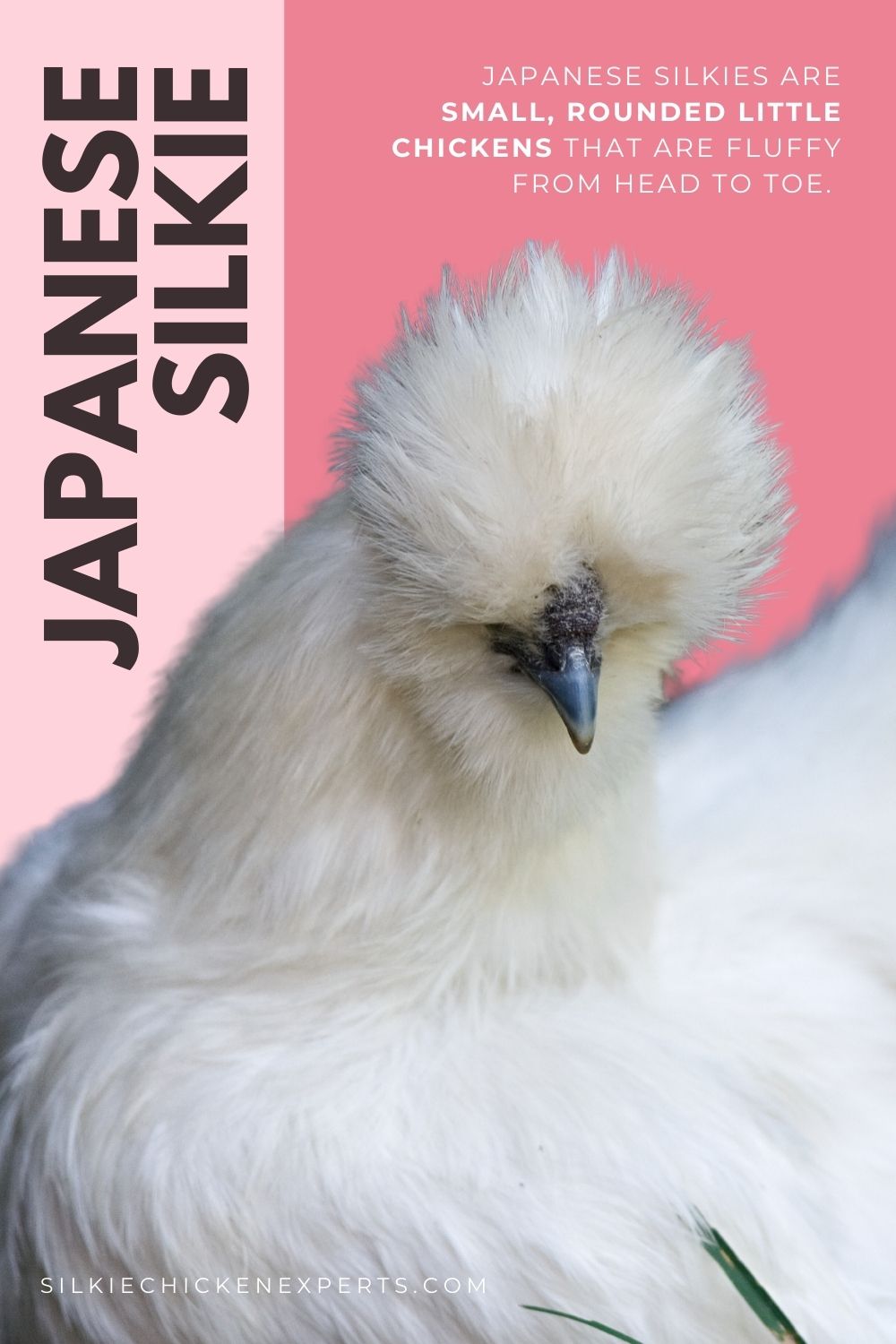 japanese silkie