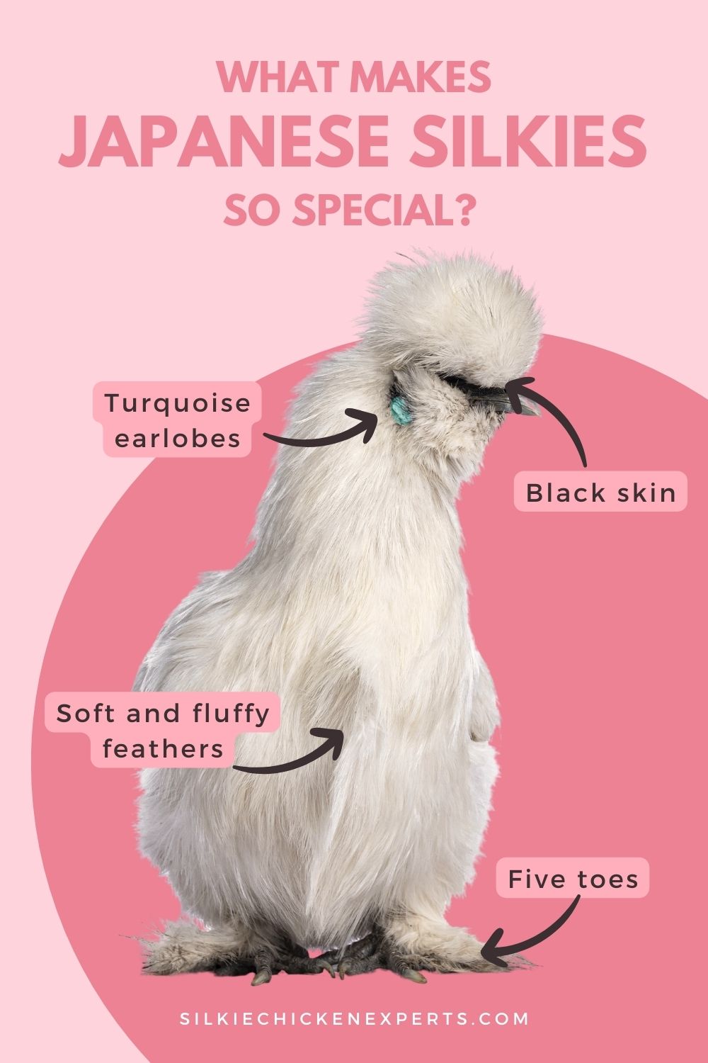 what makes japanese silkies so special