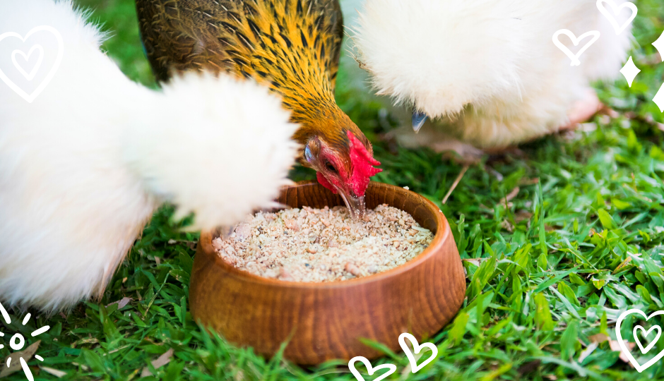 Jungle fowl and white silkie chickens eating shell grit on a bowl