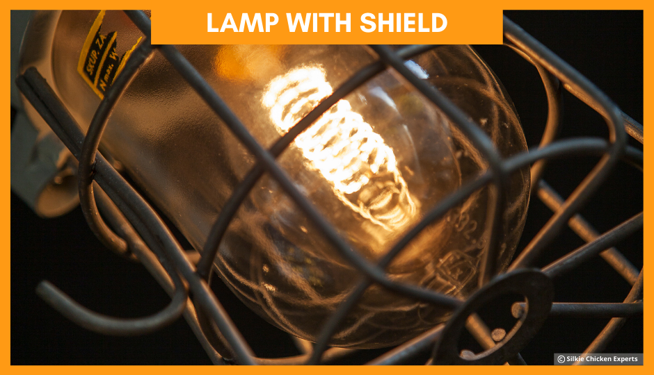 lamp with shield for baby silkie chickens