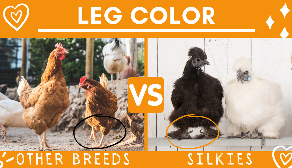 Leg color of black silkie chickens versus other chicken breeds