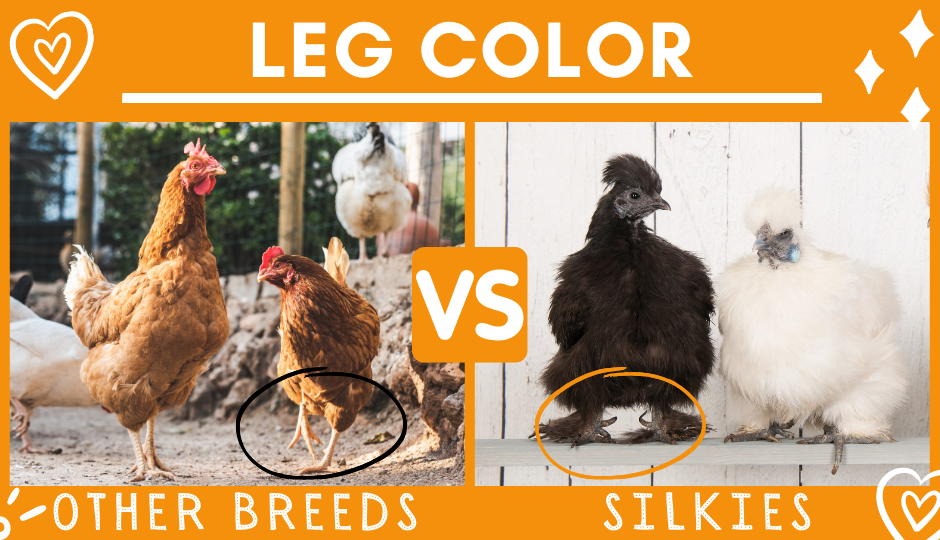 leg color of silkie chickens versus regular chickens