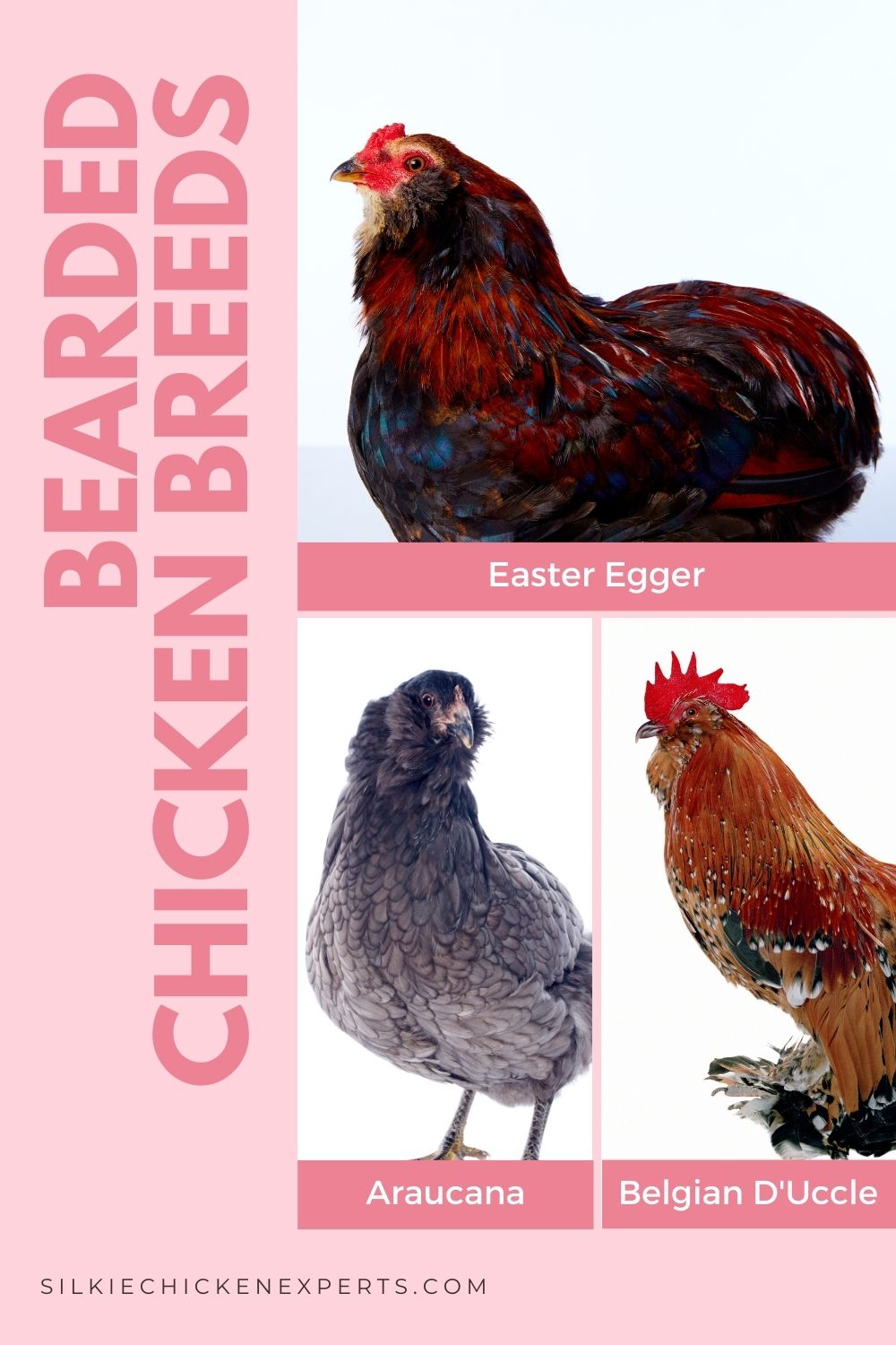 bearded chicken breeds