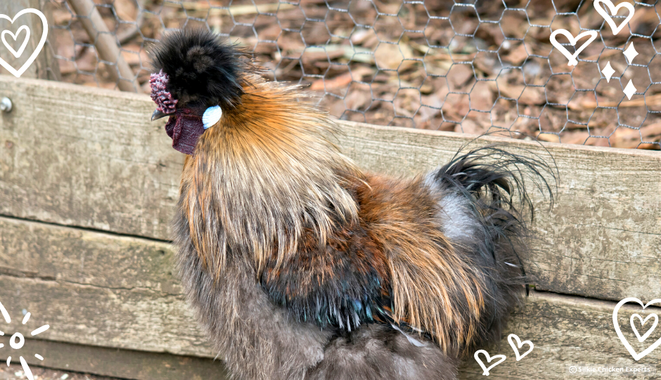 partridge silkie chicken with hard feathering