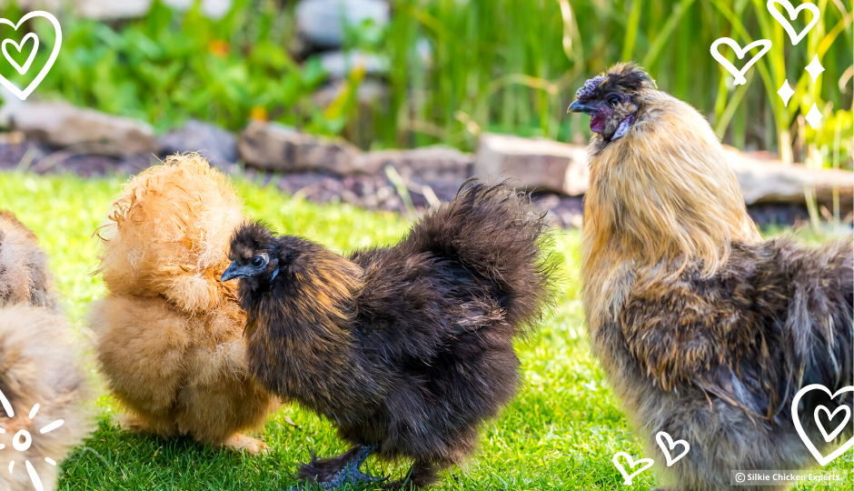 partridge silkie chickens and rooster free ranging in the garden