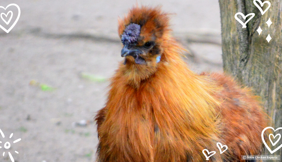 partridge silkie rooster free ranging in the backyard