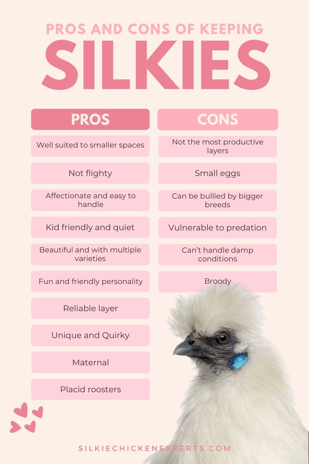 pros and cons of keeping silkie chickens