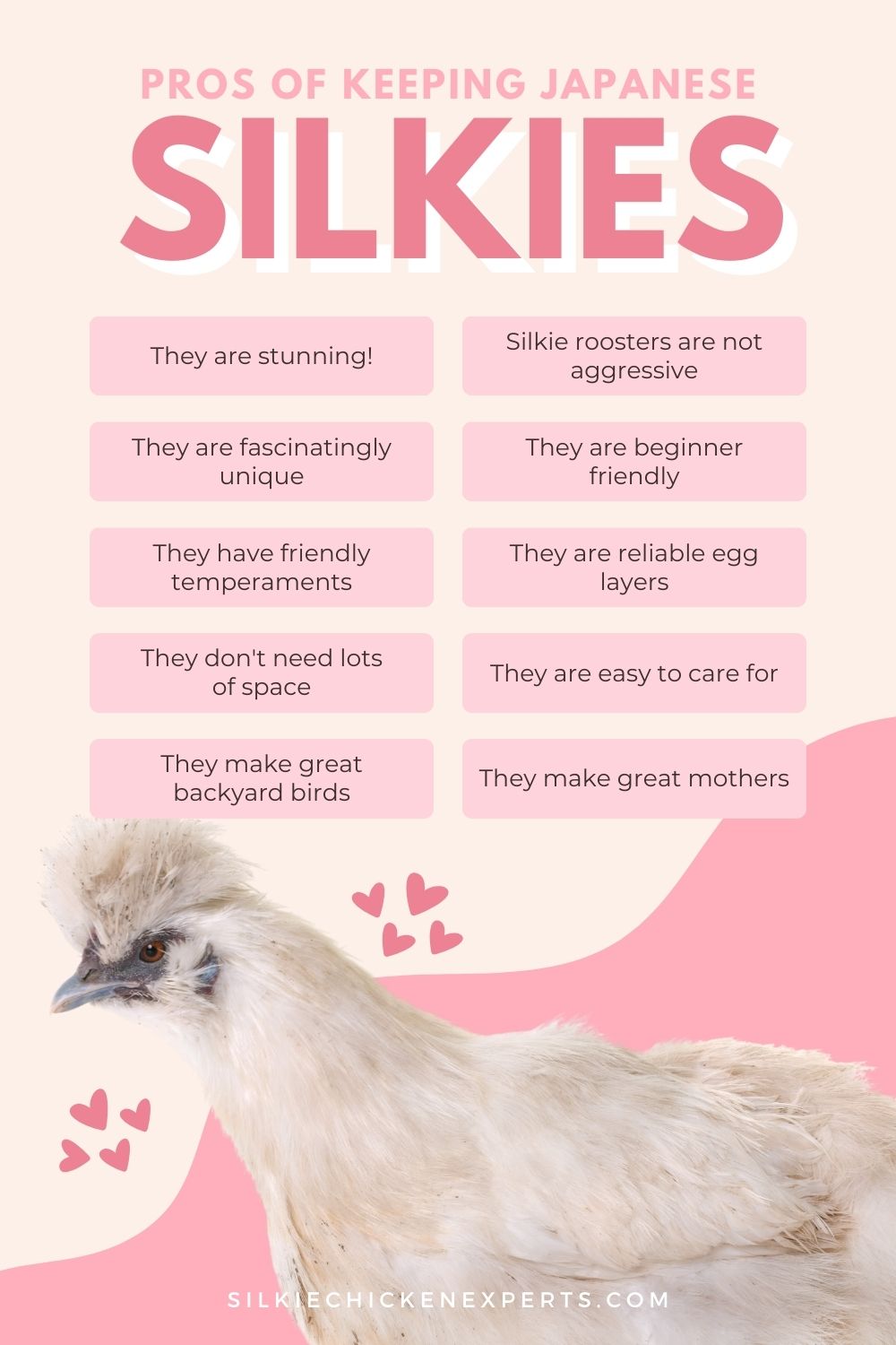 pros of keeping japanese silkie chickens