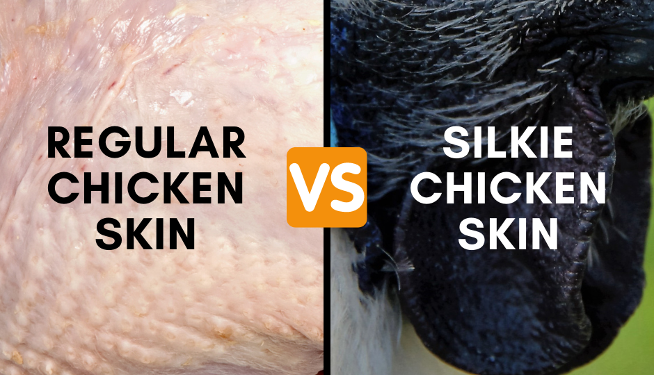 Regular chicken skin color versus black silkie chicken skin color