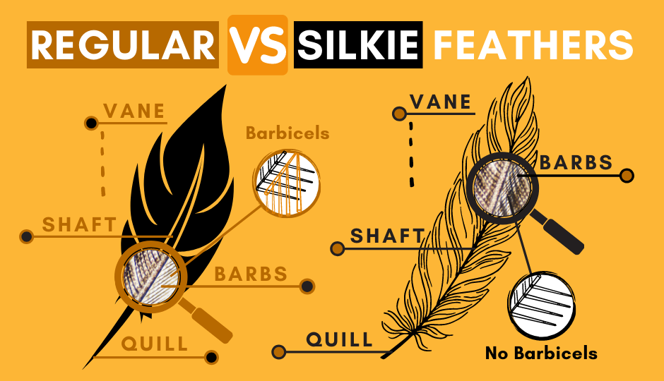 Regular feathers versus black silkie chicken feathers - comparison chart