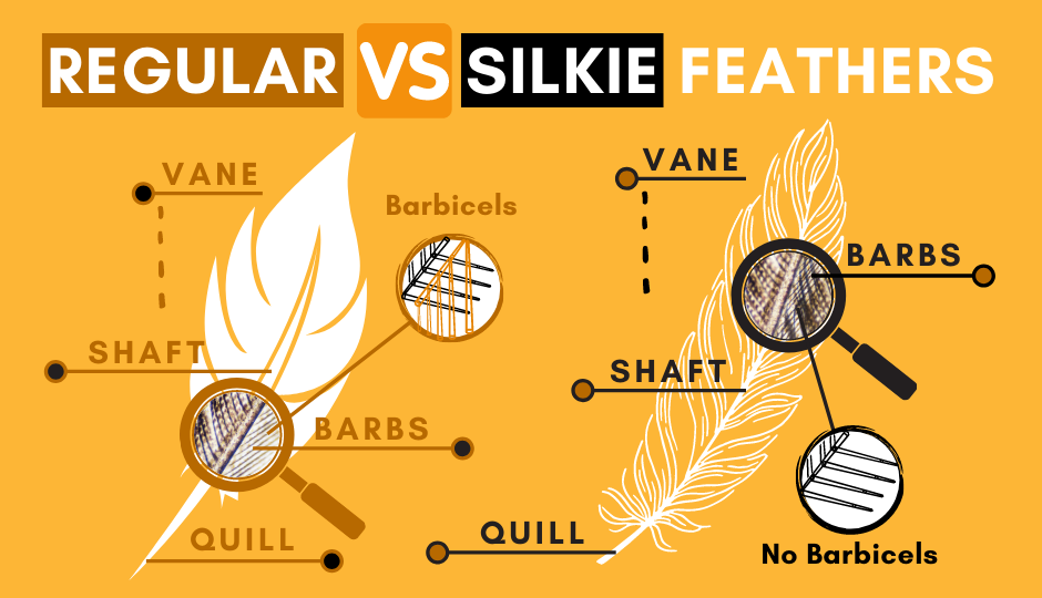 Regular feathers versus silkie bantam chicken feathers - comparison chart
