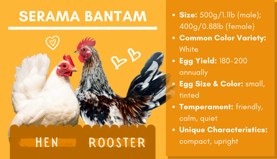 Serama bantam chicken and rooster facts chart