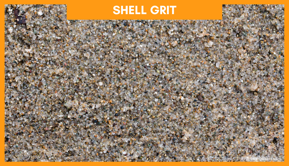 shell grit for baby silkie chickens