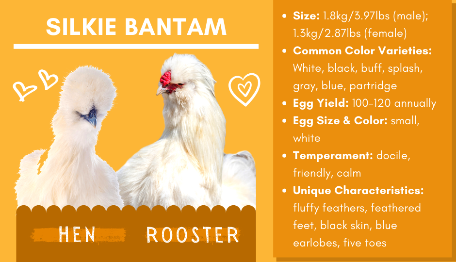 Silkie bantam chicken and rooster facts chart