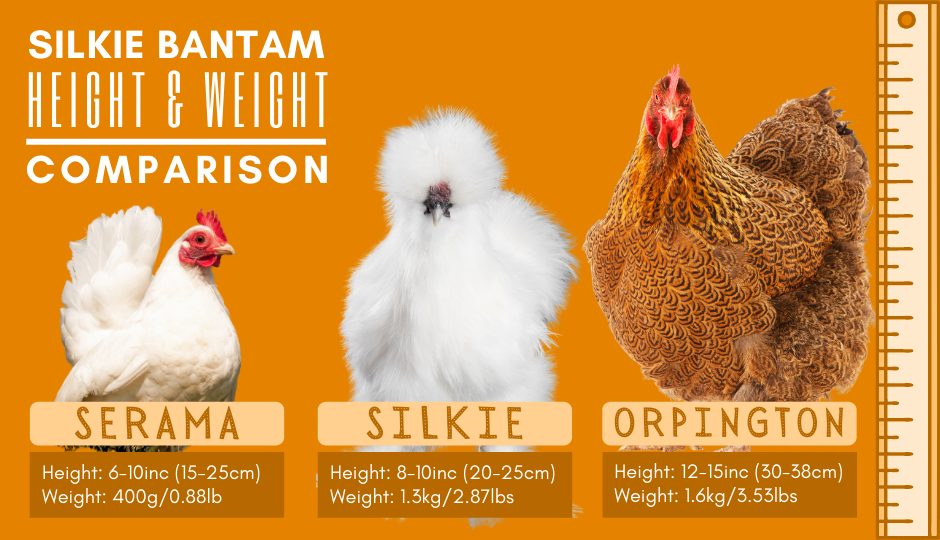 Silkie bantam chicken height and weight comparison with serama bantam and orpington bantam