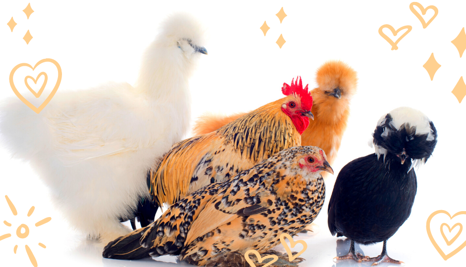 Silkie bantam chickens, belgian d’uccle hen and rooster, polish chicken together
