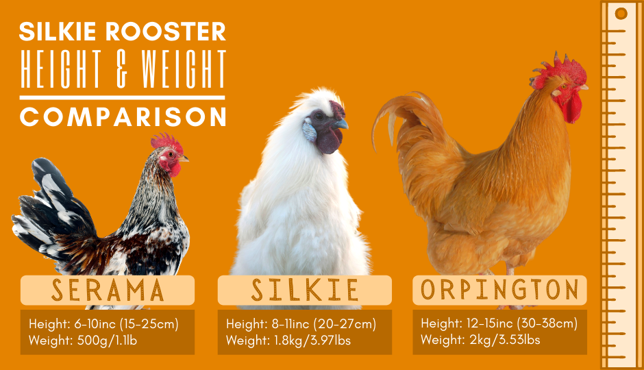 Silkie bantam rooster height and weight comparison with serama and orpington rooster