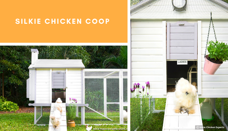 white silkie chicken coop