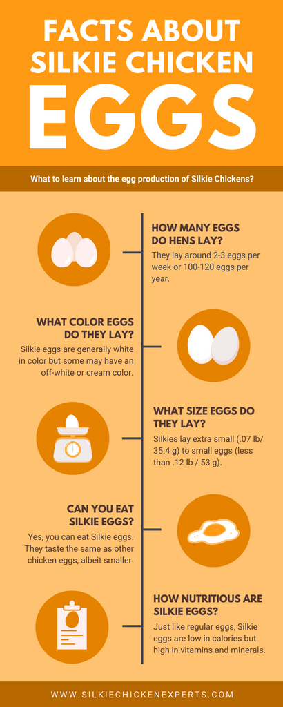 Silkie chicken egg facts infographic