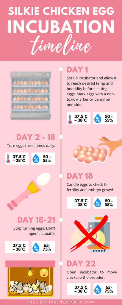 silkie chicken egg incubation timeline infographic