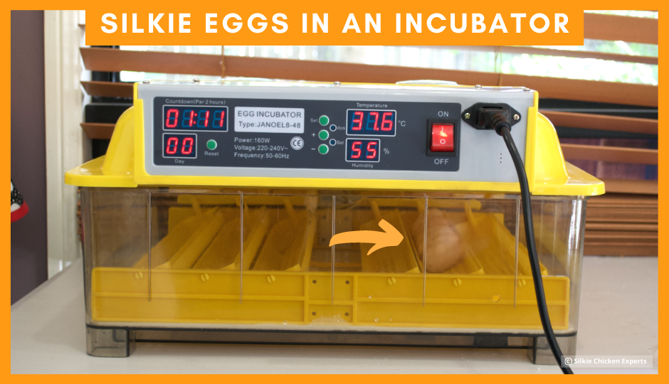 silkie chicken eggs inside an incubator