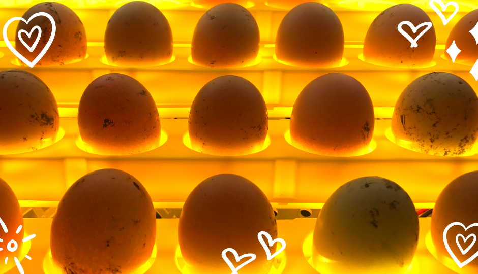 Silkie chicken eggs in an incubator