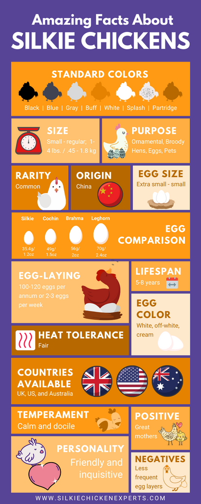 Silkie chicken facts-infographic