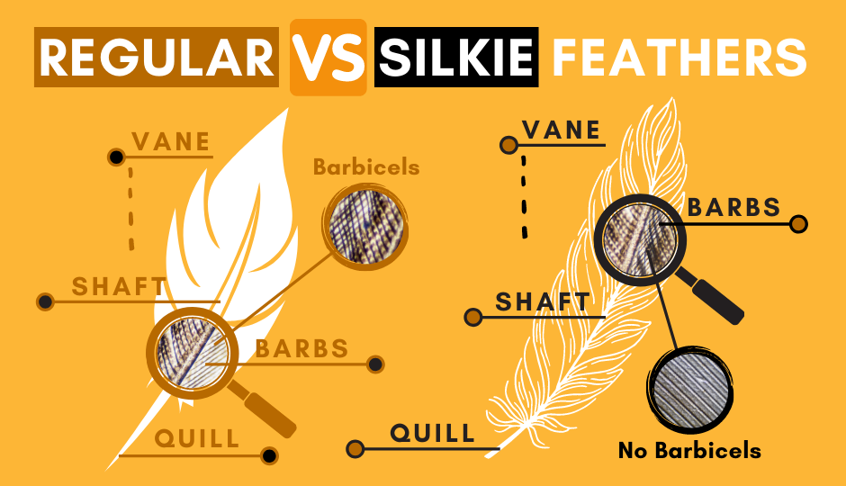 difference of silkie chicken feathers versus regular chicken feathers