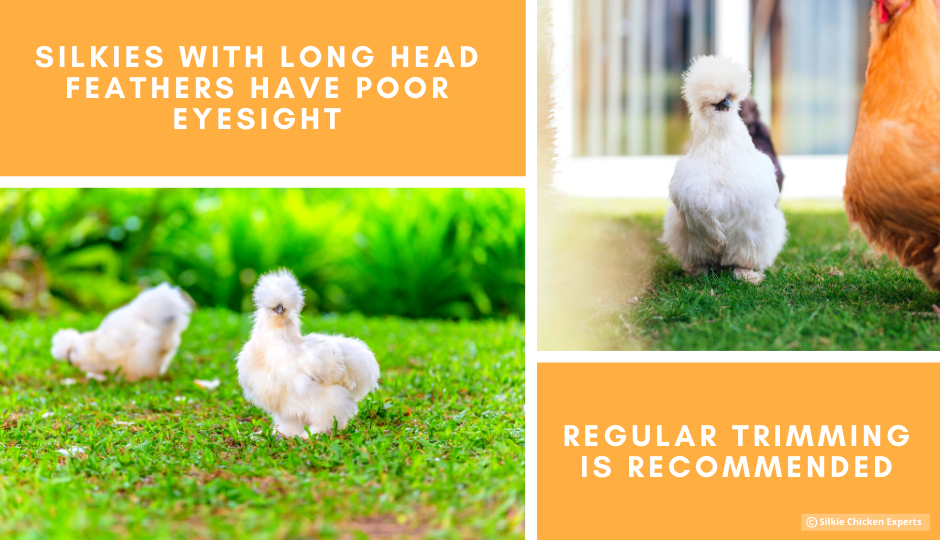 white silkie chickens with long feathers free ranging on grass