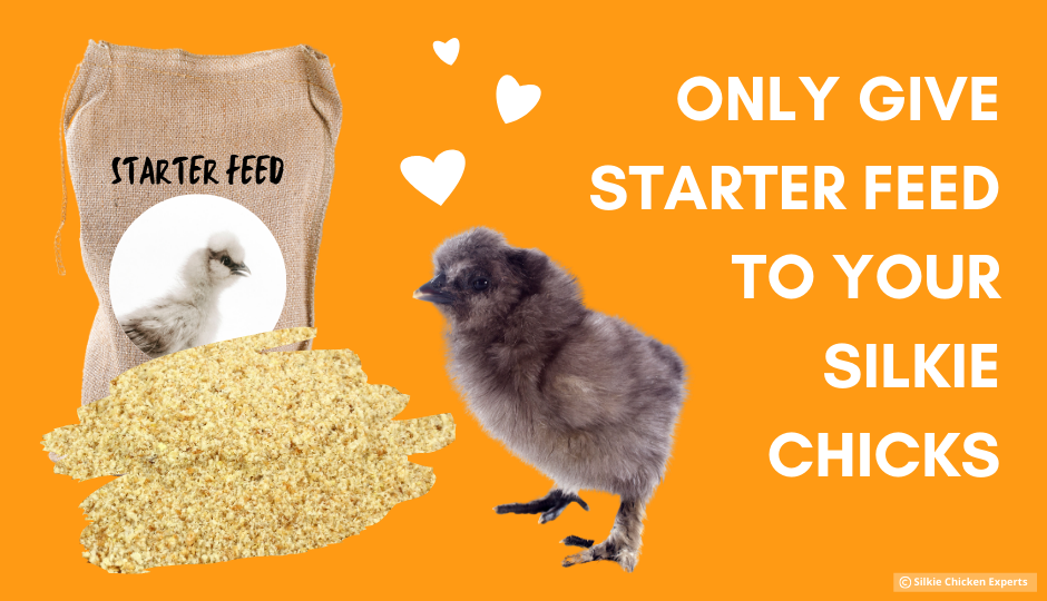 starter feed for baby silkie chickens