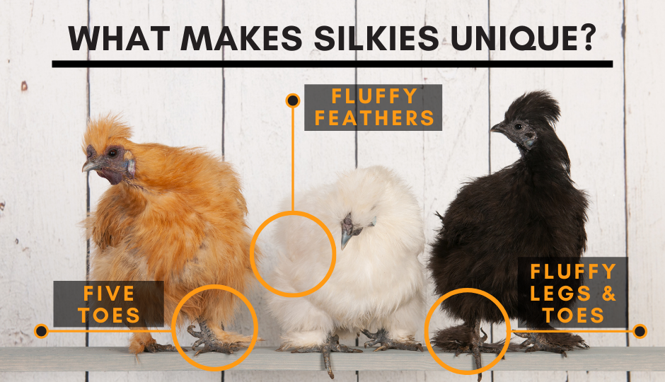 Unique characteristics of Silkie chickens