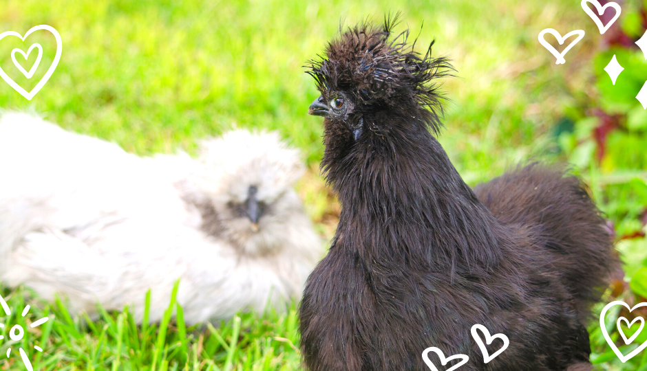White and black silkie chickens sitting on grass