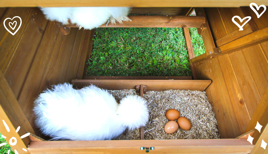 White silkie bantam chicken and her eggs inside a nesting box