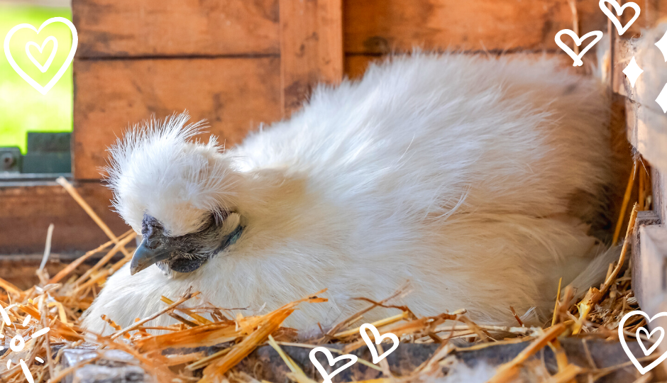 White Silkie bantam chicken sitting on eggs in nesting box inside a chicken coop