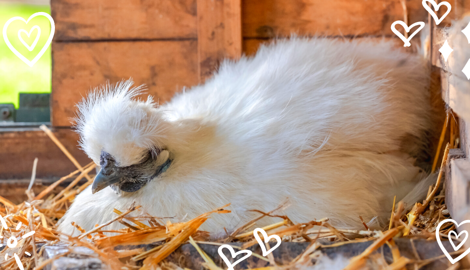 buy a silkie chicken