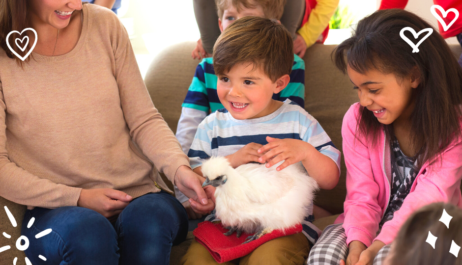 White silkie bantam chicken sitting on a little boy’s lap