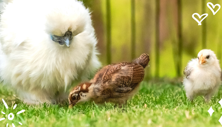 White silkie bantam chicken with baby chicks of other species