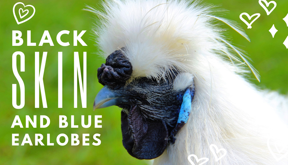 White silkie bantam chicken with black skin and blue earlobes