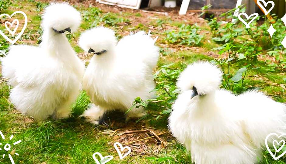 White silkie bantam chickens with faces obscured by fluffy feathers