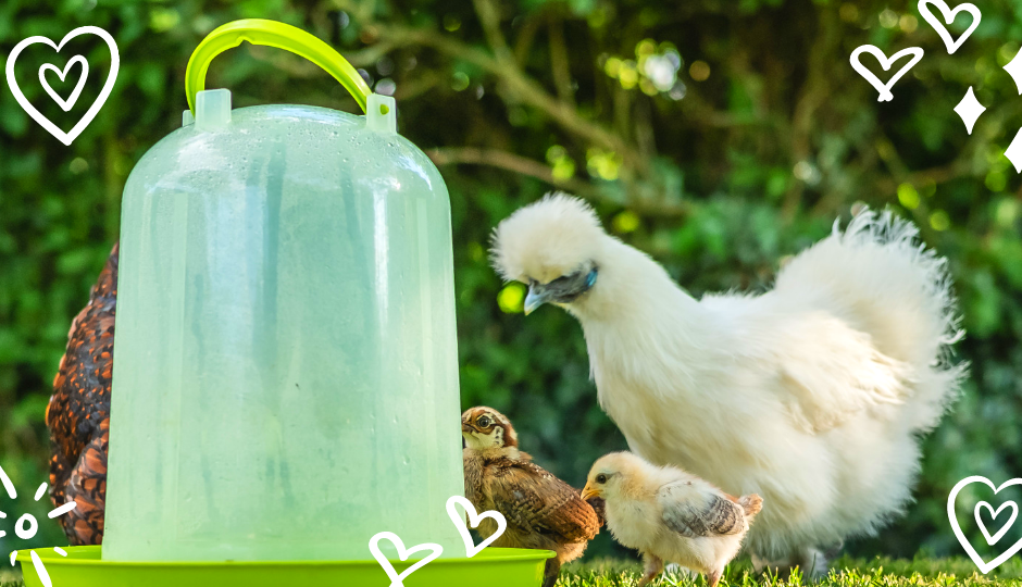 white silkie chicken and her chicks drinking water in the garden